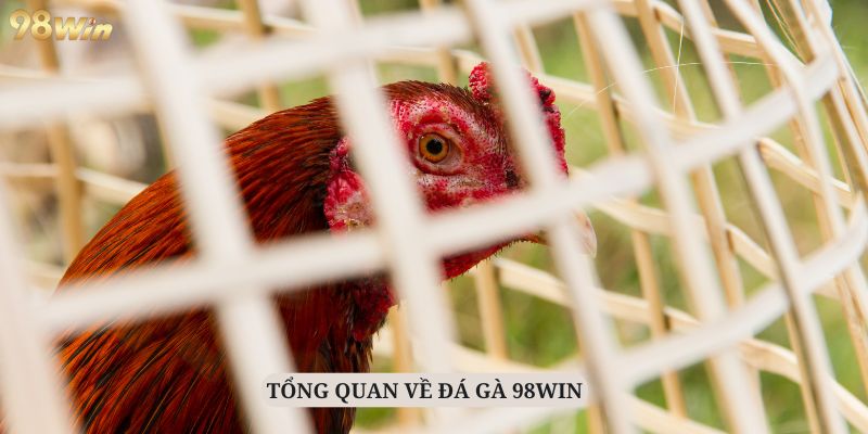 Giới thiệu chung về sảnh đá gà 98WIN