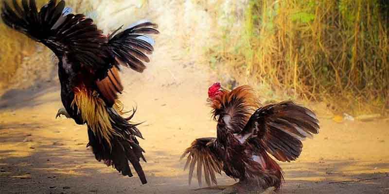 Lý do đá gà cựa dao trở thành hình thức cá cược hot nhất